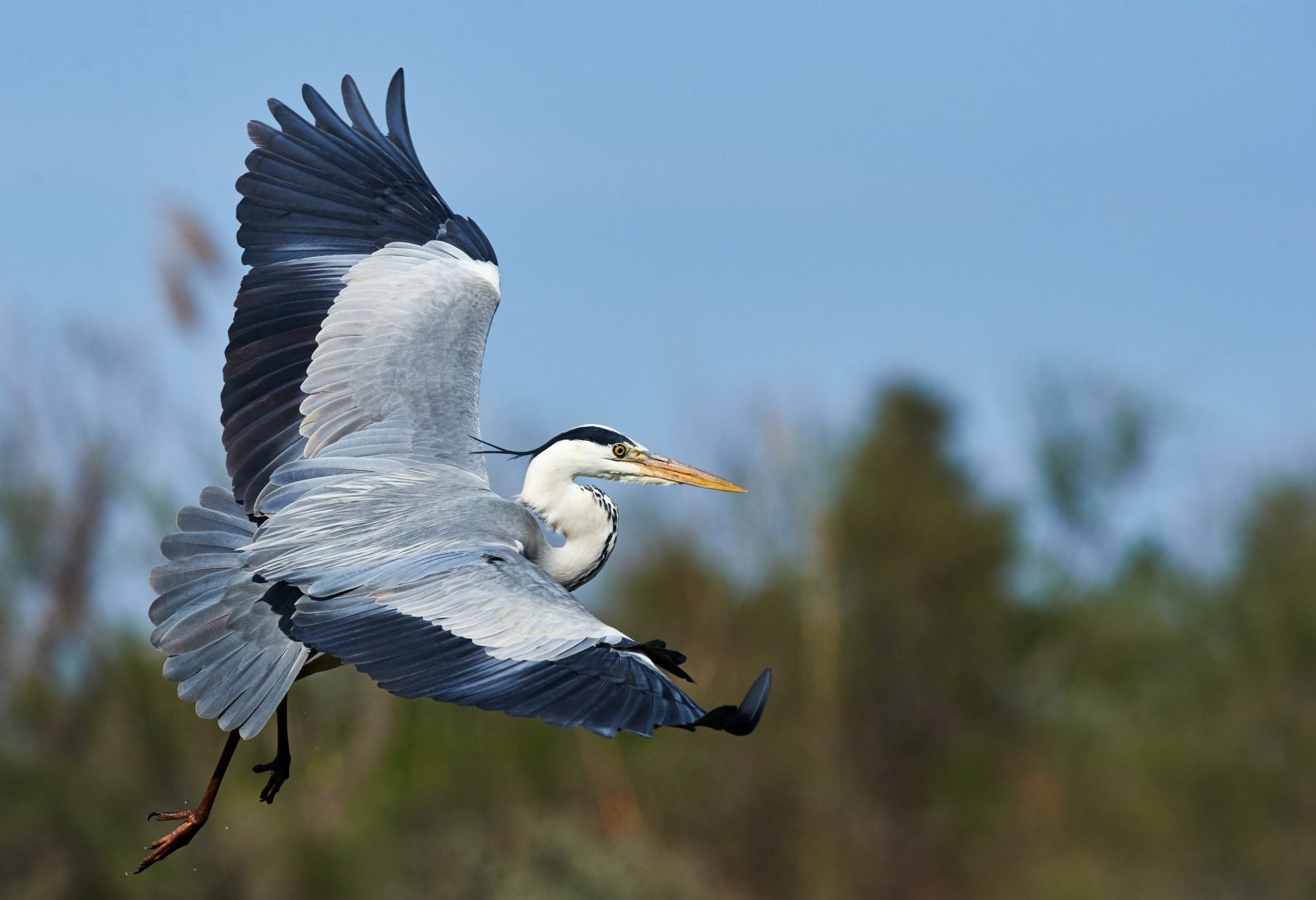 Collier County government news